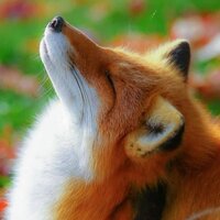 Сергей Миронов