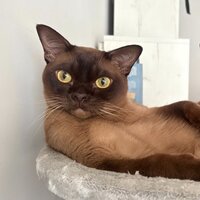 Андрей Миронов