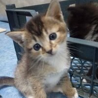 Катя Иванова