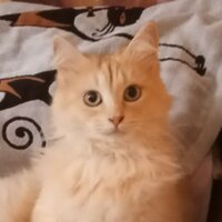 Надежда Гришина