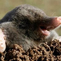 Антон Миннуллин