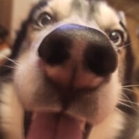 Артемий Германов