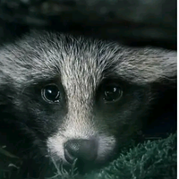 Вероника Мми