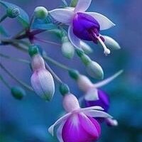 Наталья Лебедь