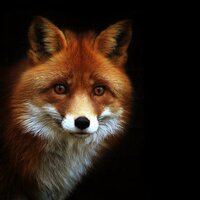 Ольга Фоминых