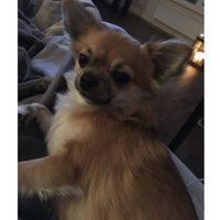 Алиса Шабанова