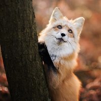 Елизавета Ильичева