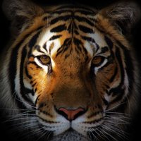 Александр Москалев