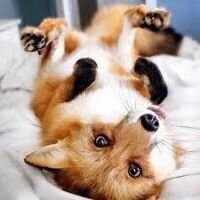 Елена Лещук