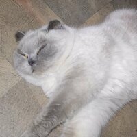 Артем Лебедев