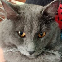 Александра Егорчева