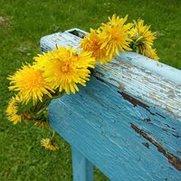 Карина Любимова