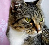 Светлана П.