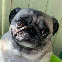 Санал Шарапов