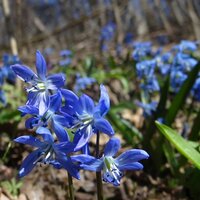 Лариса Симонова