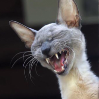 Железняк  Виктор