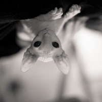 Александра Курдина