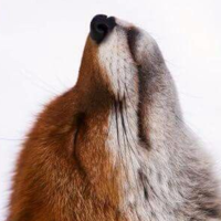 Алёна Павлик