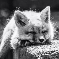 Валентина Линко