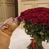 Инкогнито 7396
