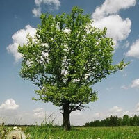 Арсений Павлов