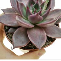 409364 Куницына