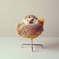 Мудрый Ёжик