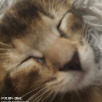 Алёна Дмитриевна