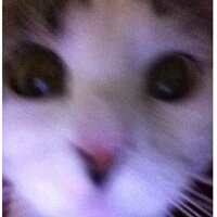 Анастасия Толопило