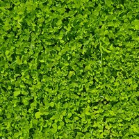 Игорь Белоусов