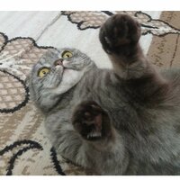 Ирина Сыпачева