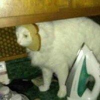 Ярослав Моисеенко