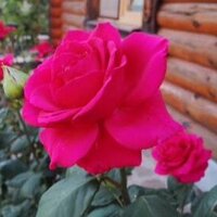 Елена Шоптенко
