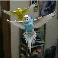 канал попугайчик