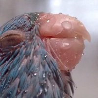 Полина Минакова