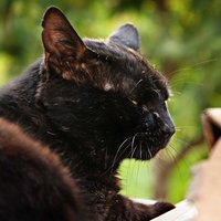 Александр Тульников