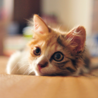 Верещагина Ю.