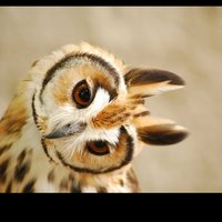 Светлана Бахтеева