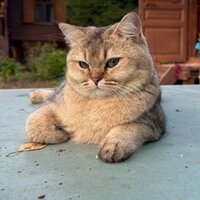 Антонио Авдиюк