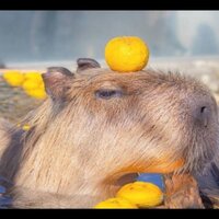 КапиБарыня