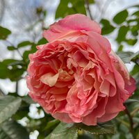 алексей Сутормин