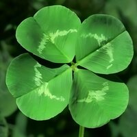 Господин Евгений