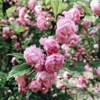 Екатерина Р.