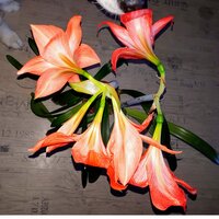 Мандаринка