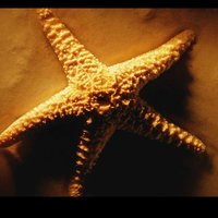 Светлана С.