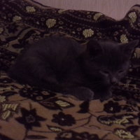 Виктория М.