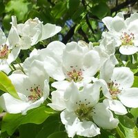 Анна Дягилева