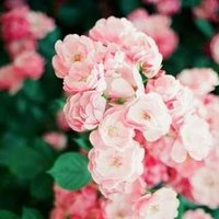 Анастасия Е.