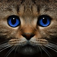 Соня Петровская