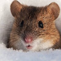 Мышь Мышиная